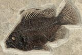 Green River Fossil Fish Mural With Huge Diplomystus #189304-3